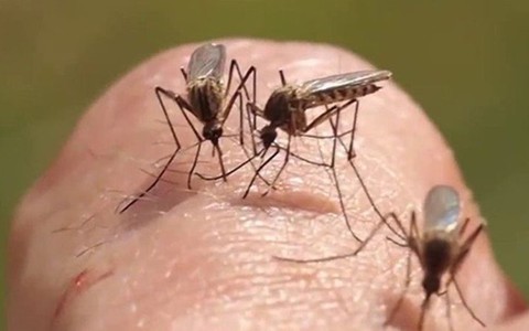 Cần bao nhiêu con muỗi để hút hết máu một người?