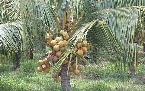 Giữa dừa và... cá mập, bạn sẽ chọn ai?