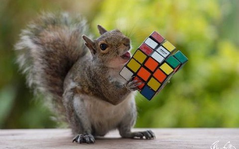 Sóc vờ kết thân với ô để nhận “hối lộ” thức ăn