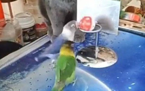 Hai chú vẹt trổ tài chơi bóng rổ