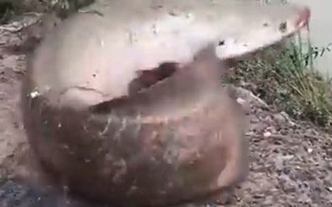 Ba thanh niên 'đánh vật' với đàn cá hải tượng long 'khủng' ở miền Tây