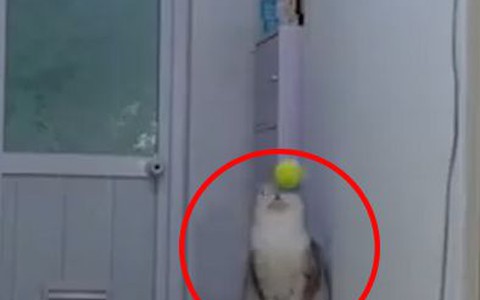Chú mèo dính đòn bất ngờ với pha ném bóng 'vi diệu' của chủ