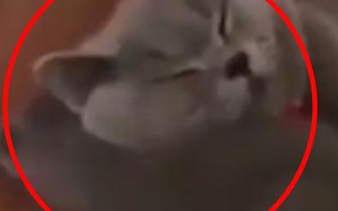 Những cô mèo vụng về khi 'lần đầu làm mẹ'