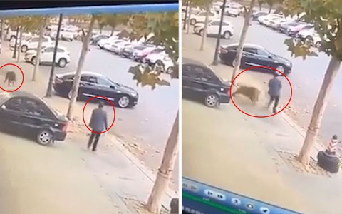 Người đàn ông né đòn ảo diệu khi bị heo rừng tông