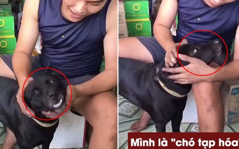 Thanh niên dạy chó cưng: 'Mình là chó tạp hóa không được sủa khách'