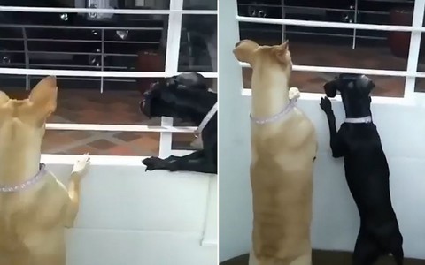 Hai con chó 'hóng chuyện' hàng xóm qua cửa sổ