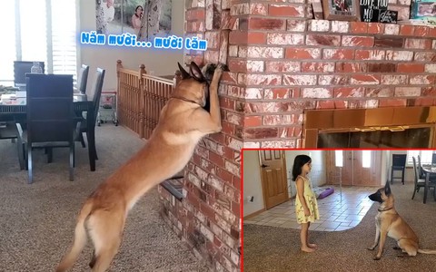 Chú chó 'ăn gian' khi chơi trốn tìm với cô chủ