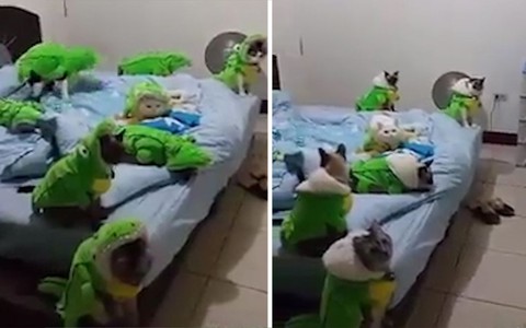 Bầy cá sấu 'mèo' ở trong nhà