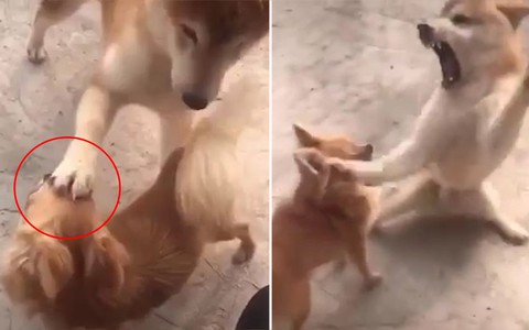 'Cậu vàng' hú hồn vì đùa dai khiến đồng bọn nổi giận