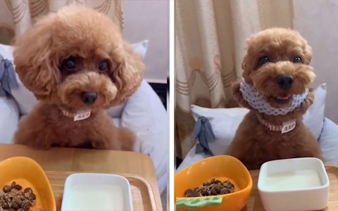 Chú chó poodle nhắc chủ đeo cho mình cột tóc mới chịu ăn