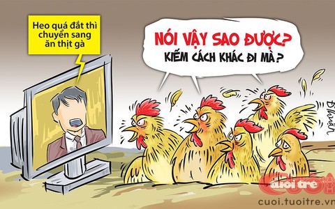 Phi đội gà bay phản ứng với giá thịt heo
