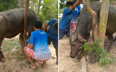Hài hước chú trâu bị kẹt vào cây phải nhờ người đến cưa mới thoát ra được