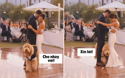 Chú chó ghen tị, quyết 'phá đám' vì cô chủ dám bỏ đi... lấy chồng