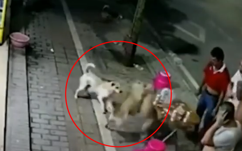Cận cảnh hai chú chó 'hăng máu' cắn nhau lật đổ luôn cả bàn nhậu của nhóm 5 người đàn ông