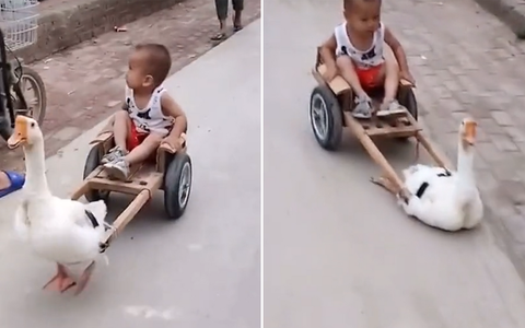 'Cưng xỉu' chú ngỗng kéo xe chở em bé đi chơi siêu đáng yêu