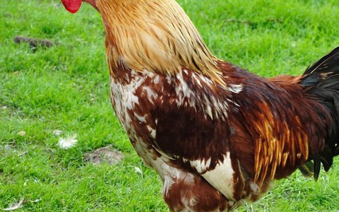 Chủ nhà bị phạt vì… gà gáy quá sớm