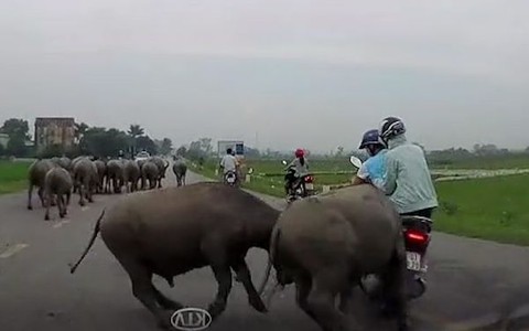 Trâu bò húc nhau người đi đường 'dính chưởng'