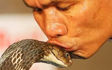 Hôn 19 rắn hổ mang, ngậm cùng lúc 10 rắn đuôi chuông