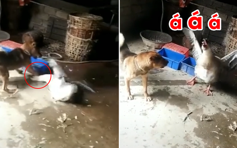 Đánh không lại chó, ngỗng kêu la... về 'méc mẹ'