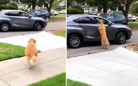 Khoảnh khắc 'cậu vàng' bám cửa ôtô, không muốn chia xa bạn