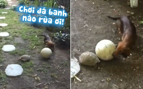 Chó cùng rùa chơi đá bóng trong vườn