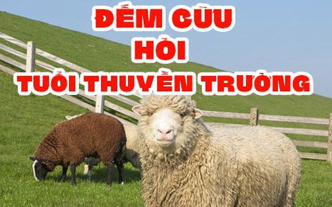 Bài toán lớp 2 gây lú hỏi 'tuổi thuyền trưởng' nhưng dữ kiện là cừu