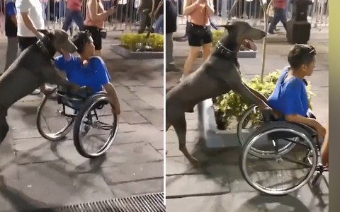 Chú chó đẩy xe lăn đưa chủ khuyết tật đi dạo phố