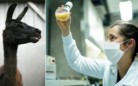 Thế giới có thể thoát nạn Covid-19 nhờ vào... lạc đà không bướu!