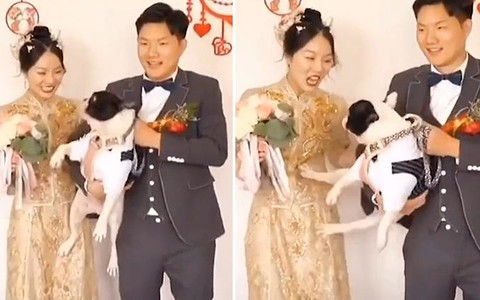 Chó 'tung cước' tranh giành chú rể với cô dâu