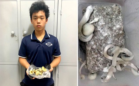 Ma túy 'thay áo', đội lốt kẹo mút, tem giấy, bánh quy...
