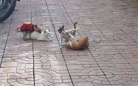Ảnh vui 24/11: Nam sinh mặc áo dài đi học đẹp 'ngất ngây'!