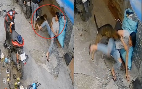 Thanh niên trêu đùa dai bị 'cậu vàng' nổi quạu cắn
