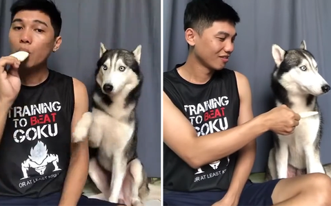 Chó Husky hờn dỗi không thèm ăn đồ thừa của chủ