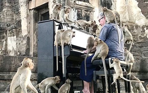 Nghệ sĩ piano đến Thái Lan biểu diễn hòa nhạc cho... khỉ nghe