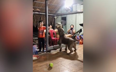 Chó bull chơi bóng chuyền điêu luyện với bé trai