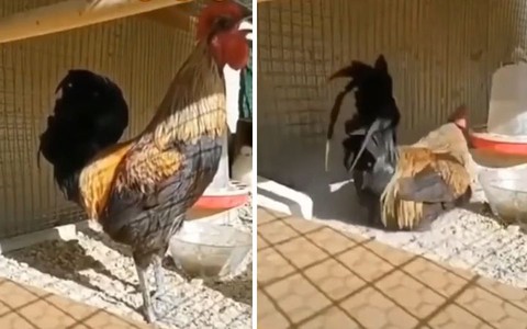 Gà trống gáy kiểu 'sư tử hống' ngã chổng vó vì kiệt sức