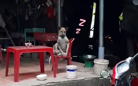 Chú chó vắt chân ngồi trên ghế suy tư y như người