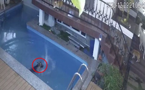 Chó ngã xuống hồ bơi, đồng bọn hững hờ không kêu cứu