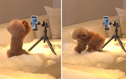 Chú chó nhảy múa để quay video trước điện thoại