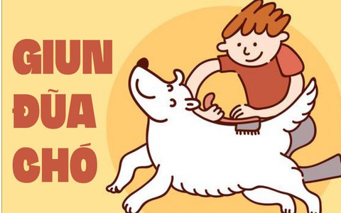 Nhiễm giun đũa từ...boss!