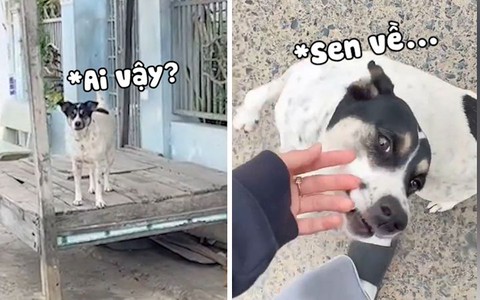 Chú chó mừng rỡ khi nhận ra cô chủ sau bao ngày xa cách