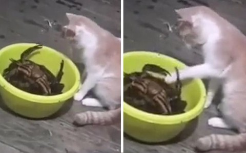 Mèo cầu cứu sen vì nghịch dại bị cua kẹp