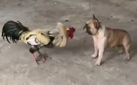 Chó bull đang chiến với gà trống thì được đồng bọn đến cứu