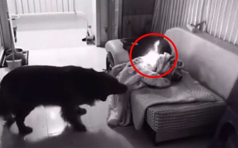Chú chó vội kéo tấm chăn đang cháy trên ghế sofa khỏi phòng khách