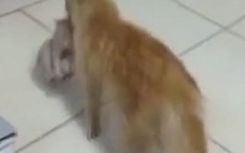 Mèo hoang tha con mới sinh vào bệnh viện cầu cứu bác sĩ