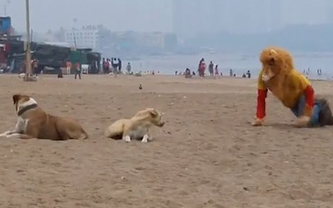 Chàng trai đeo mặt nạ sư tử sợ xanh mặt vì hù nhầm chó dữ