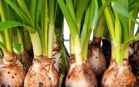 Cô vợ ‘hạn hán lời’ vì chồng nhầm củ hoa thủy tiên với hành lá