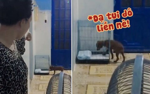 Chú chó chạy vội vào chuồng khi chủ la đến giờ đi ngủ