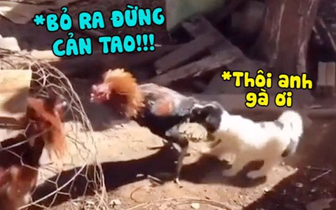 Cún con cắn đuôi gà trống để can ngăn đánh nhau