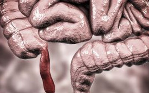 Điều gì sẽ xảy ra nếu chúng ta không có ruột thừa?